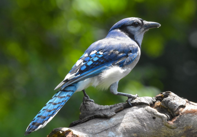 blue jay tech